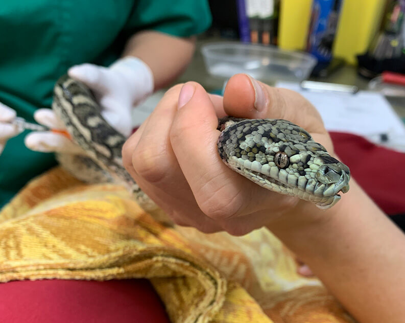Veterinarian holding a snake, likely receiving a medical procedure.