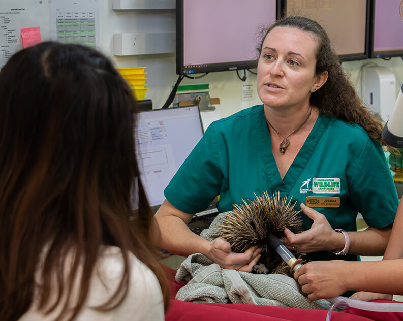 Veterinarian examining a porcupine, with a medical device, and a second person assisting.
