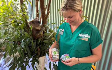 Wildlife carer holding eucalyptus leaves for a koala in a sheltered enclosure.