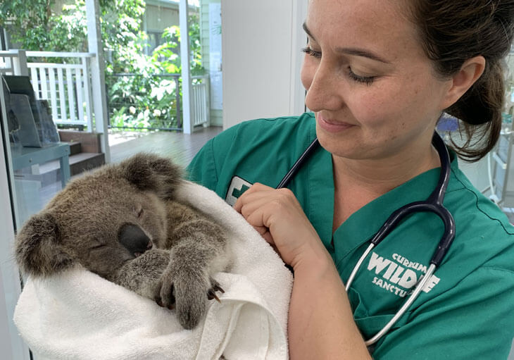 A veterinarian in green scrubs holds a sleeping koala wrapped in a white towel inside a brightly lit room.