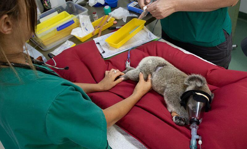 A koala lies on a red cushion receiving anesthesia while two veterinary staff perform a medical procedure in a clinical setting.