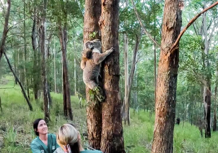 Koala and joey clinging to a tree trunk, with people watching nearby.