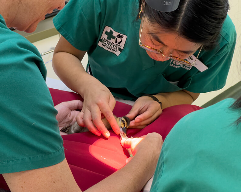 Veterinary technicians in teal scrubs examine and care for a small duckling.