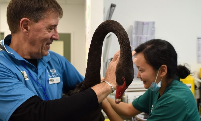 Veterinarians examining a black swan in a clinic.