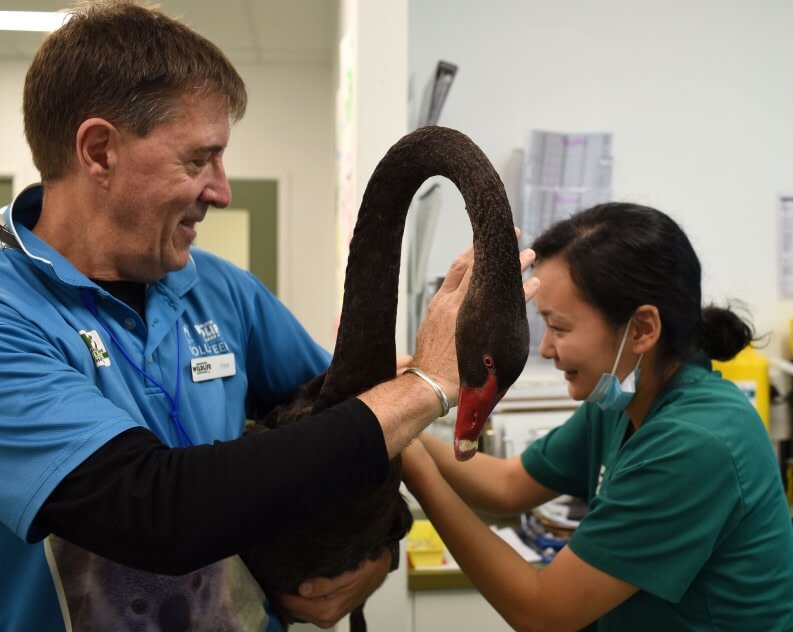 A man holds a black swan while a woman in scrubs and a face mask examines the bird in a clinical setting.