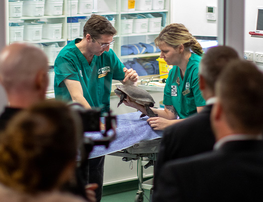 Two veterinary staff examine a platypus on a table in a clinical room while several people observe from a distance.