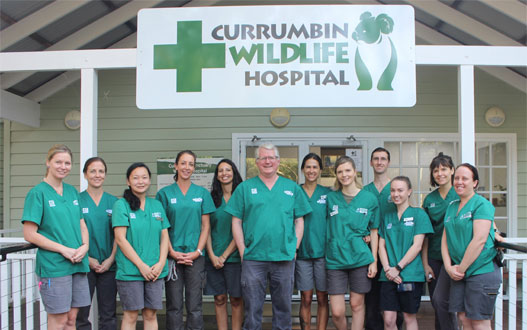 Twelve staff members in green uniforms stand in front of the Currumbin Wildlife Hospital entrance, posing for a group photo beneath the hospital sign.