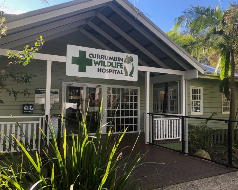 The front entrance of Currumbin Wildlife Hospital, featuring a ramp, railing, and a sign with a green cross and koala logo above the doorway.