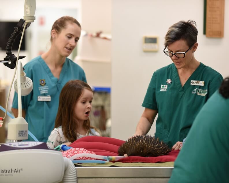 Two veterinarians examine an echidna on a table while a young girl watches with interest in a clinical setting.