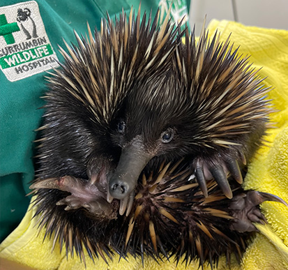 An echidna is held on a yellow towel by a person wearing a green Currumbin Wildlife Hospital uniform.