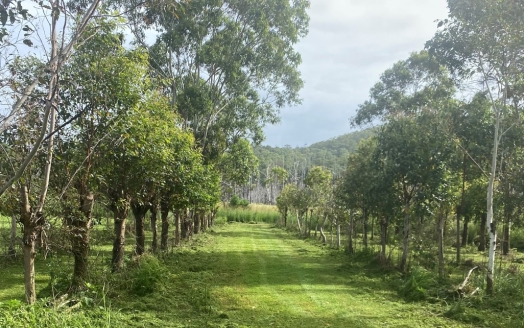 A grassy path runs between two rows of trees, with a forested hill visible in the background under a cloudy sky.