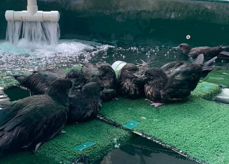 Disorientated Shearwater Birds Admitted to Currumbin Wildlife Hospital