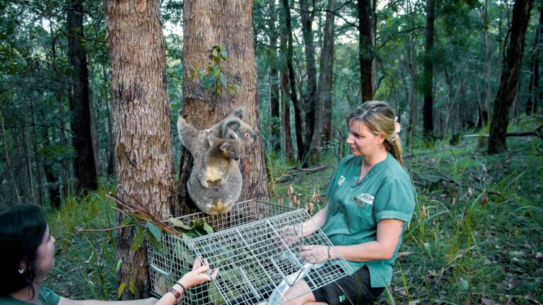 International Vet Nurse Day