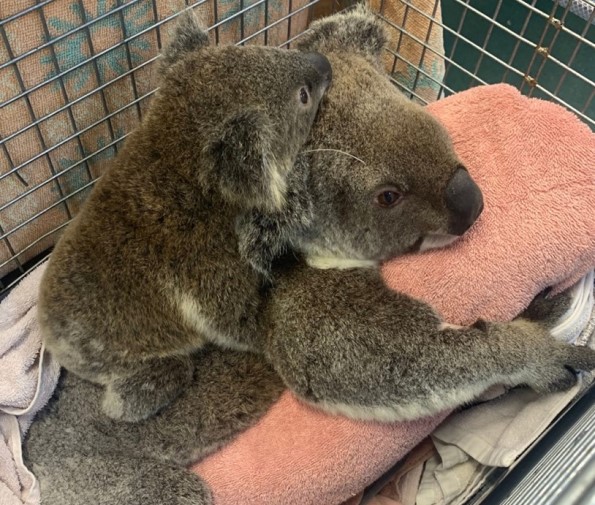 Koala ‘Tam Tam’ Gives Birth To Baby Girl Joey
