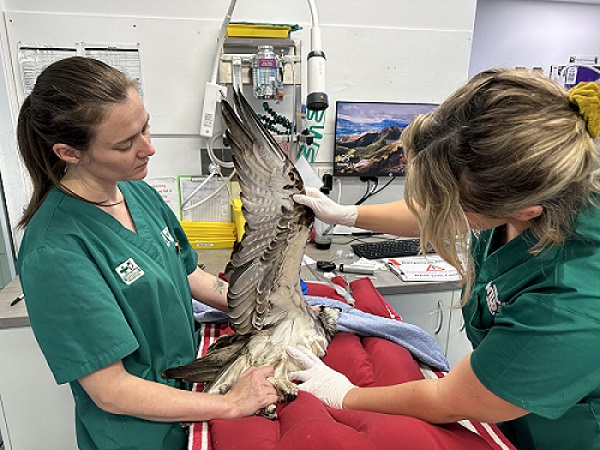 Hope for Snickers the Osprey