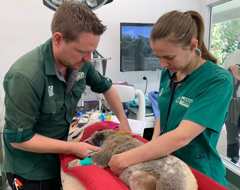 Extra Special Mother’s Day For Koala Cassidy