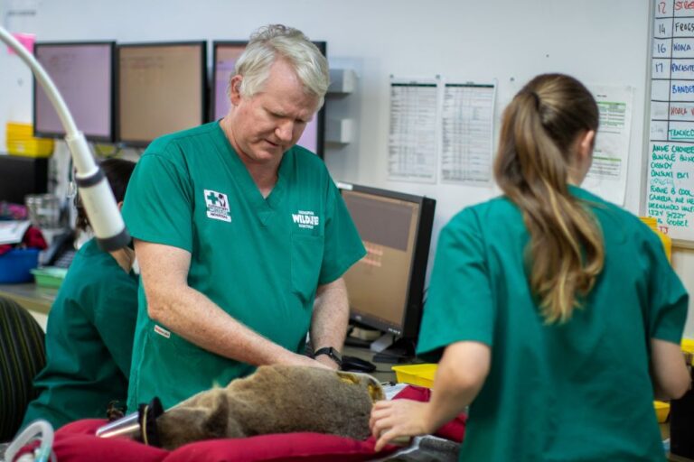 Currumbin Wildlife Hospital Treats Over 16,000 Patients in Record-Breaking 2024