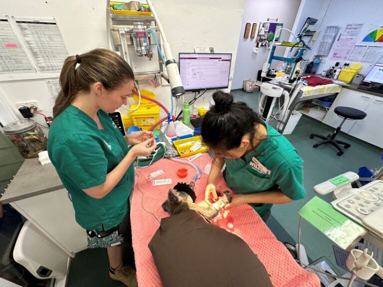 Behind The Scenes At Currumbin Wildlife Hospital