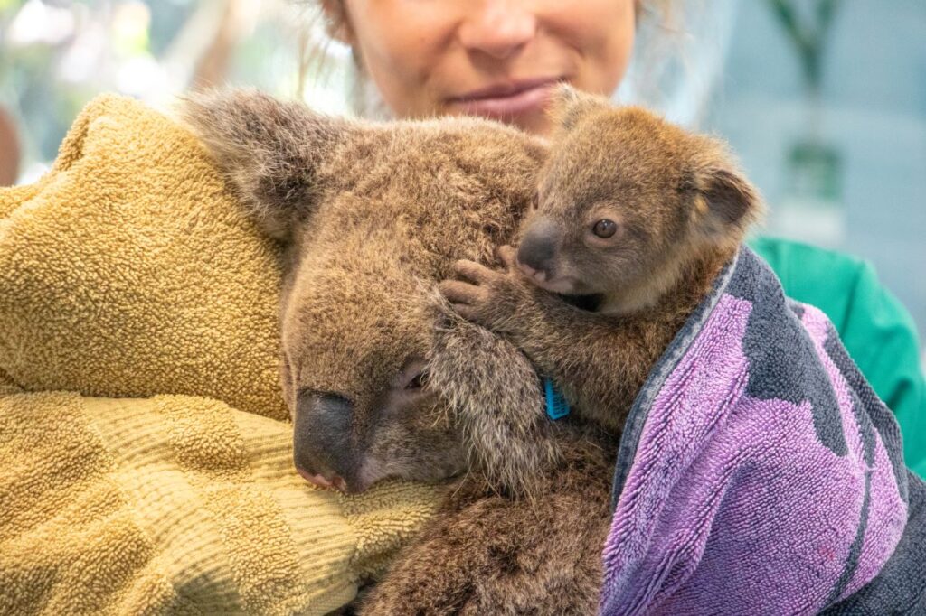 A person holds a koala and its joey wrapped in towels, with the adult koalas eyes closed and the joey resting on top.