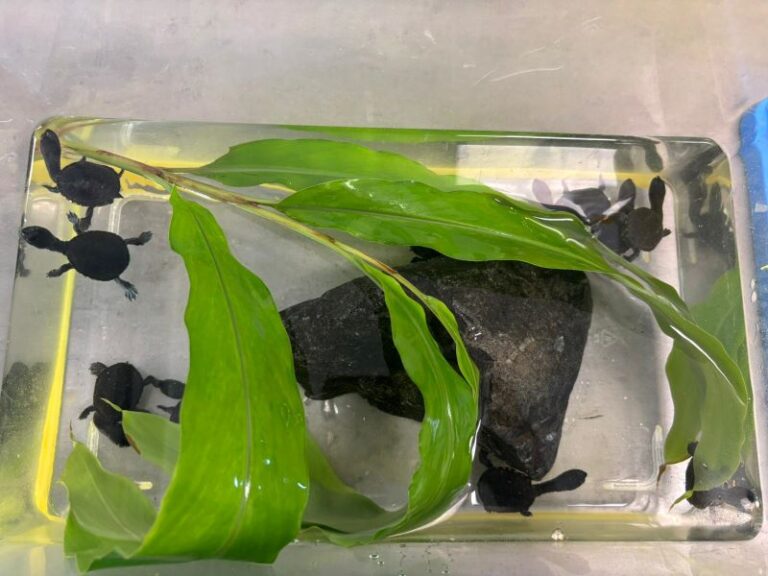10 Tiny Turtle Hatchlings Released After Being Incubated