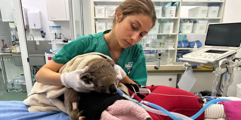 Spring Is Koala Trauma Season