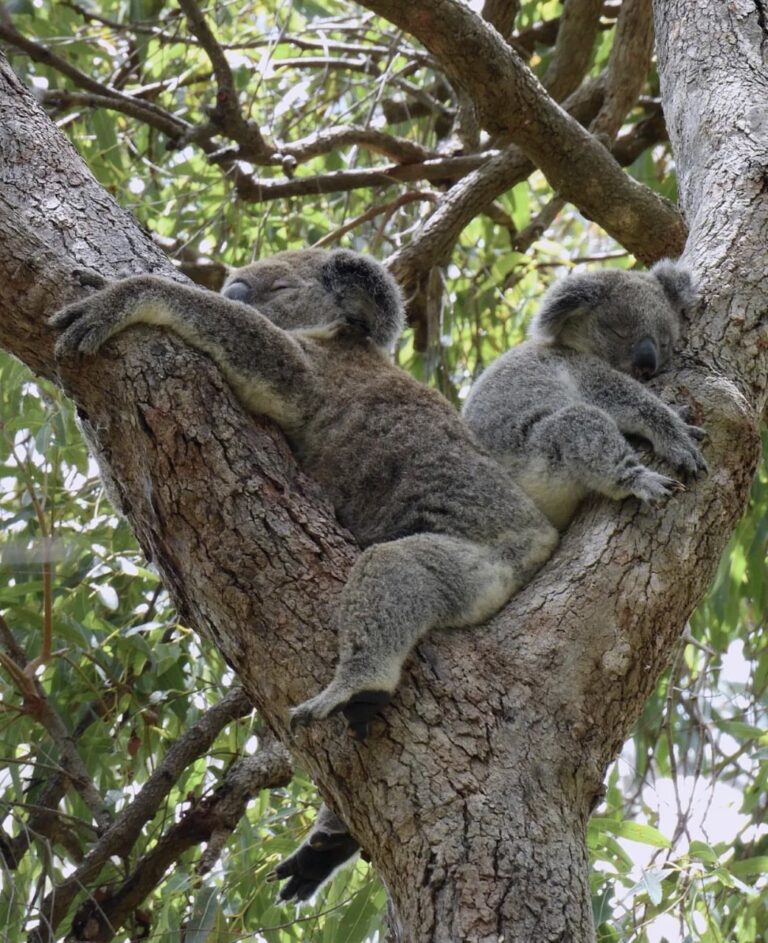 Feel Good Story: Flora Spotted in the Wild with a Joey