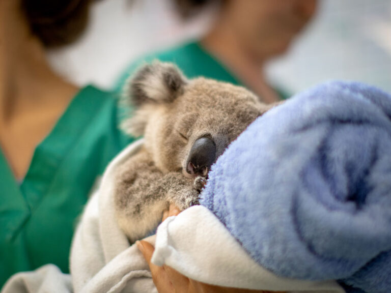 Help Us Save Koalas Like Daniel