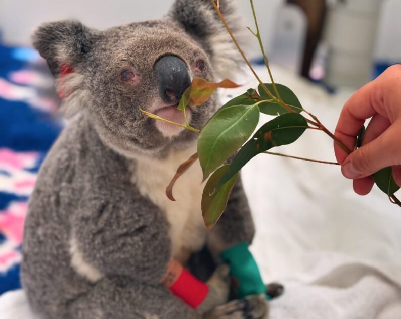 A koala with bandaged paws sits on a blanket while being offered eucalyptus leaves by a person.