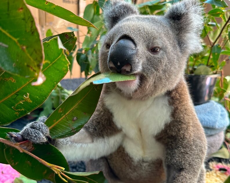 A koala sits and eats eucalyptus leaves indoors, holding a branch with its paw.
