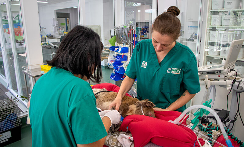 Two veterinary professionals in green scrubs attend to a sedated animal patient on a table in a clinical setting with medical equipment.