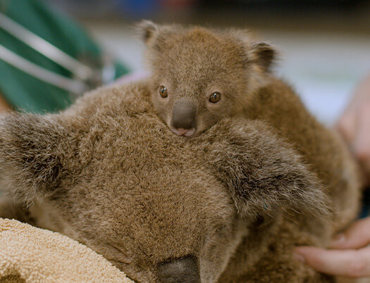 A baby koala clings to the back of an adult koala, with both facing the camera.