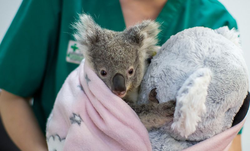 A young koala wrapped in a pink blanket is being held by a person in green scrubs, cuddling a gray stuffed animal.
