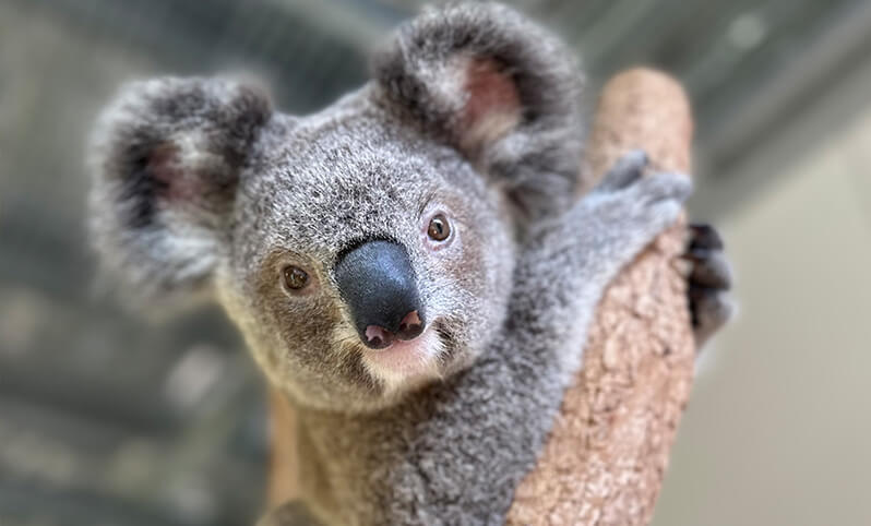 A close-up of a koala clinging to a tree branch, with its face and fluffy ears in clear focus.