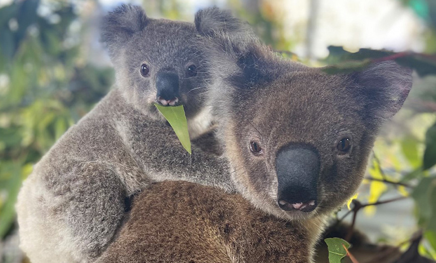 A baby koala rides on an adult koalas back, surrounded by green leaves; the baby is chewing on a eucalyptus leaf.