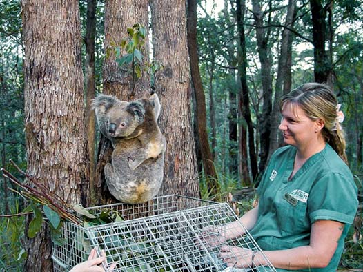 A woman in green scrubs releases a koala onto a tree in a forested area using a metal cage.