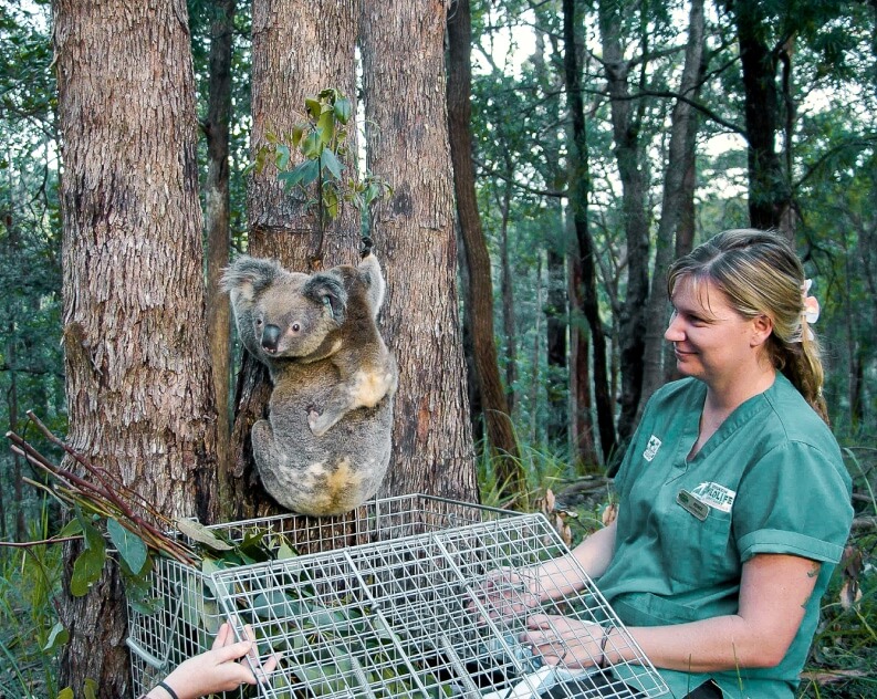 A person in a green uniform watches a koala climbing a tree after being released from a metal cage in a forested area.