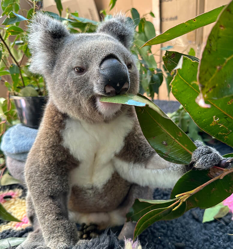 A koala sits indoors, holding a branch and eating eucalyptus leaves, surrounded by green foliage and cardboard in the background.