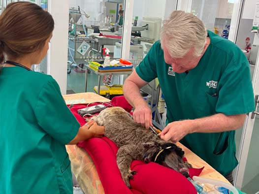 Two veterinarians tend to a sedated koala lying on a table in a clinical setting, performing a medical procedure.