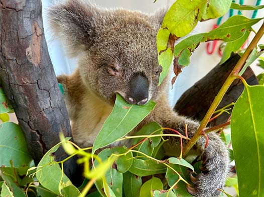A koala clings to a tree branch while eating eucalyptus leaves, partially hidden among the foliage.