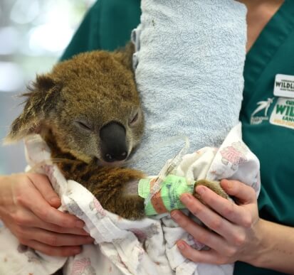 A koala wrapped in a blanket receives medical care, with a bandaged arm and an IV, held by a person wearing a green shirt.