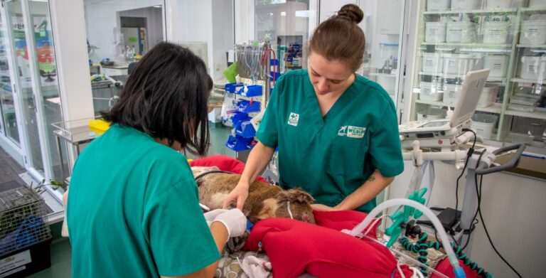 Two veterinarians in green scrubs attend to a dog lying on a table with medical equipment in a veterinary clinic.
