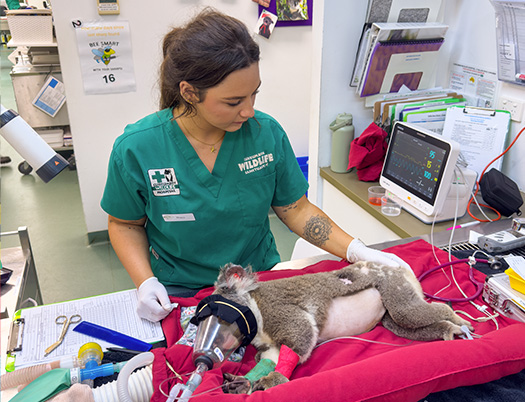 A veterinarian in green scrubs monitors a sedated koala lying on a red blanket with medical equipment and an oxygen mask in a clinical setting.
