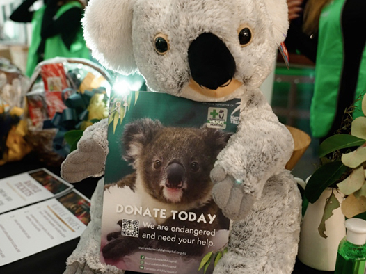 A plush koala holds a flyer with a photo of a real koala and the message “Donate Today. We are endangered and need your help,” promoting donations for koala conservation.