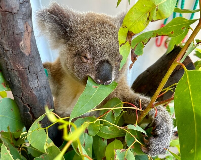 A koala sits in a tree, holding onto branches and eating eucalyptus leaves.