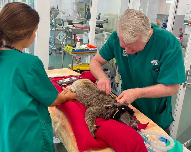 Two veterinarians in green scrubs examine and treat a sedated koala lying on a table in an animal clinic.