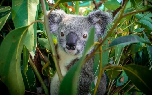 A koala sits among green eucalyptus leaves, partially obscured by branches, looking toward the camera.