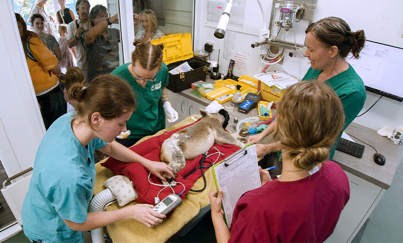 Veterinary staff in scrubs attend to a koala on an exam table, using medical equipment, while others observe through a window in the background.
