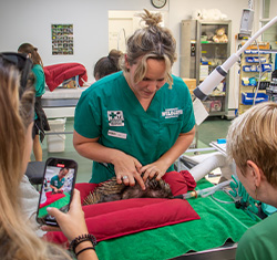 A veterinarian in green scrubs examines an animal on a table while two people observe, one taking a photo with a phone in a clinical setting.
