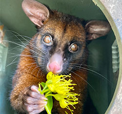 A possum is holding and sniffing a yellow flower while sitting inside a cylindrical container.