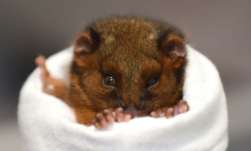 A small brown dormouse is wrapped in a white cloth, peeking out with its front paws and face visible.